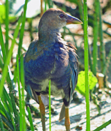 Purple Gallinule juvenile